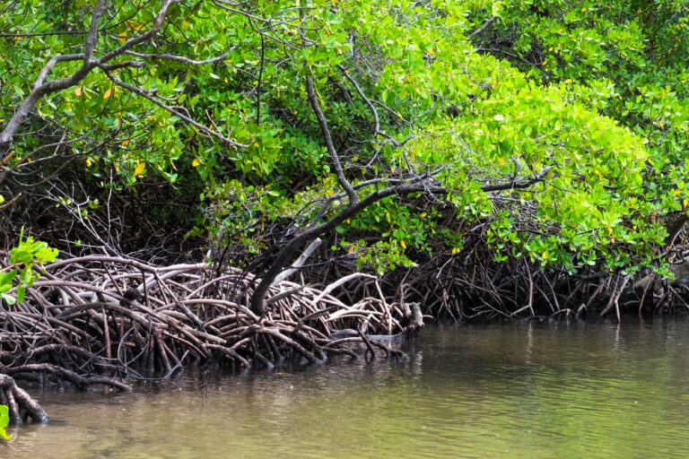 Brazil’s Mangrove Forests Represent Untapped Blue Carbon Banks, Says New Study from National Geographic Explorers
