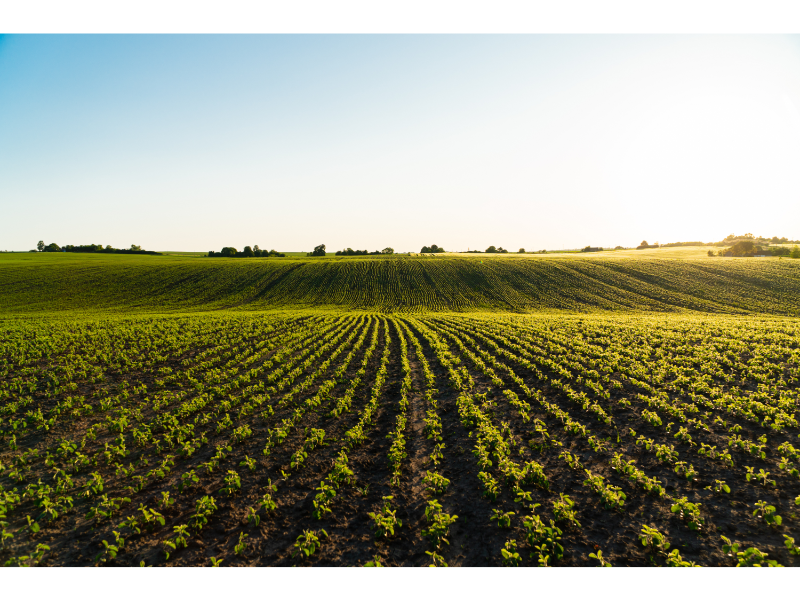 By the numbers: Breaking down the global soybean trade