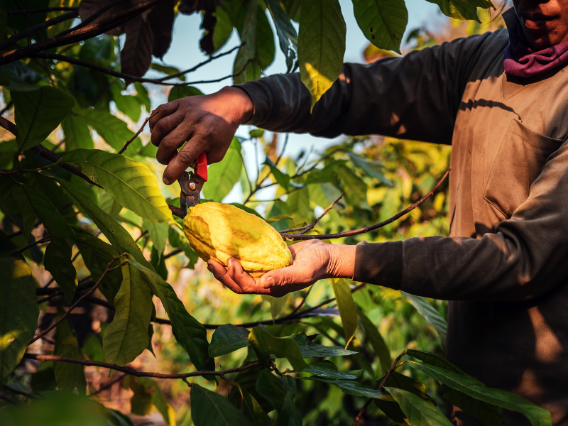 Brazilian fund raising $176 million for loans to small cocoa producers