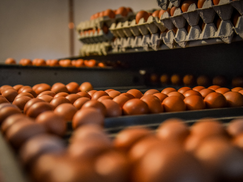 US turns to Brazil for eggs and considers other sources during bird flu outbreak