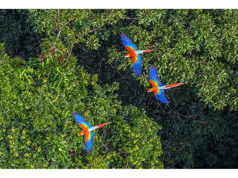 Amazon state that will host COP30 strikes “largest carbon credit sale in history”
