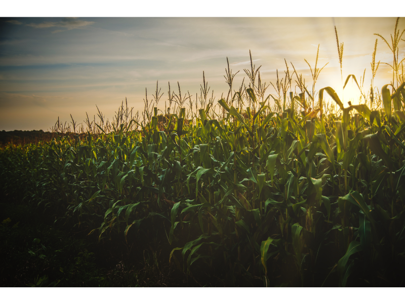Agrishow: Cooperativas de crédito ao agro estimam R$ 3,8 bilhões em negócios