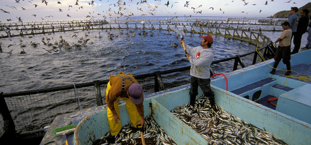 Five fishing ports in Brazil to be privatized - Aquaculture 1024x480